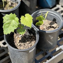 Concord grape plants in 1 gallon pot  $15 each   Cash only