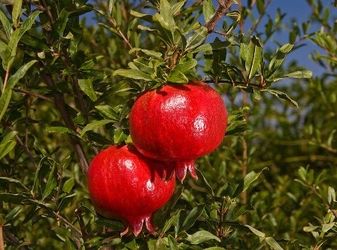 FRESH POMEGRANATES FOR SALE!