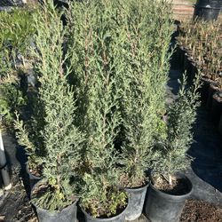 Italian Cypress 2ft Tall