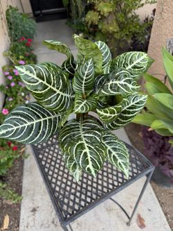 Z E B R A. Plant $30