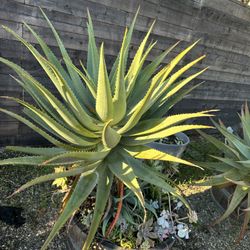 Aloe Principis