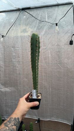 Big Blue Bridgesii x kunthius