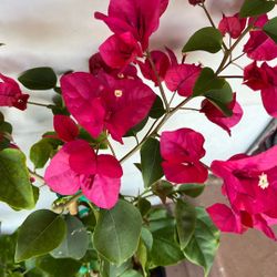 Boganvilia Planta Rosita Pink Violet 