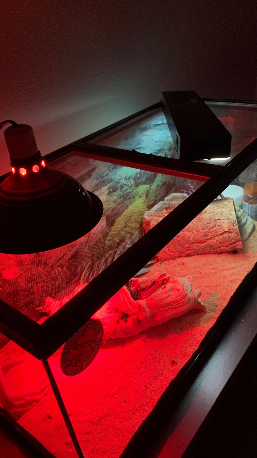 Bearded dragon