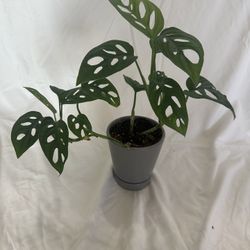 Monkey Mask Monstera (Monstera adansonii) - Healthy Propagated Plant