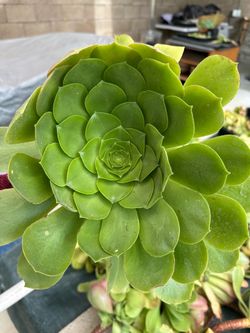 Green Rose Aeoniums cuttings in different sizes
