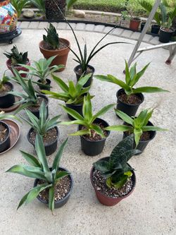 Variedad de plantas $5 each
