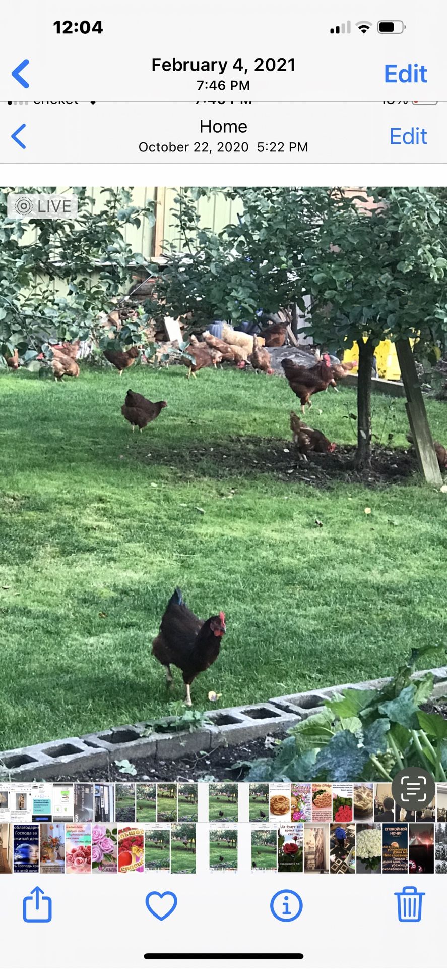 Fresh Daily Chicken Eggs