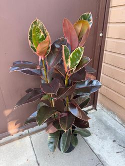 10” ruby rubber plant 5ft tall