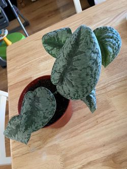 House plant $10