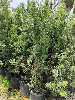 Podocarpus overgrown 6'ft $26
