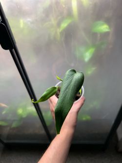 Monstera burle Marx flame