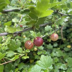 Gooseberry Plants- Currant Berry Plants- Olallieberry Plants- Grape Vines-Blackberry Plants- Marionberry Plants- White Blackberry Plants / 