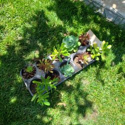 Succulents plants Variety 