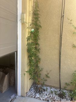 2 jasmine varieties fully grown