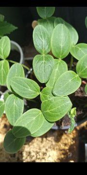Honey dew melon and cantaloupe $1 seedlings