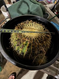 Cactus