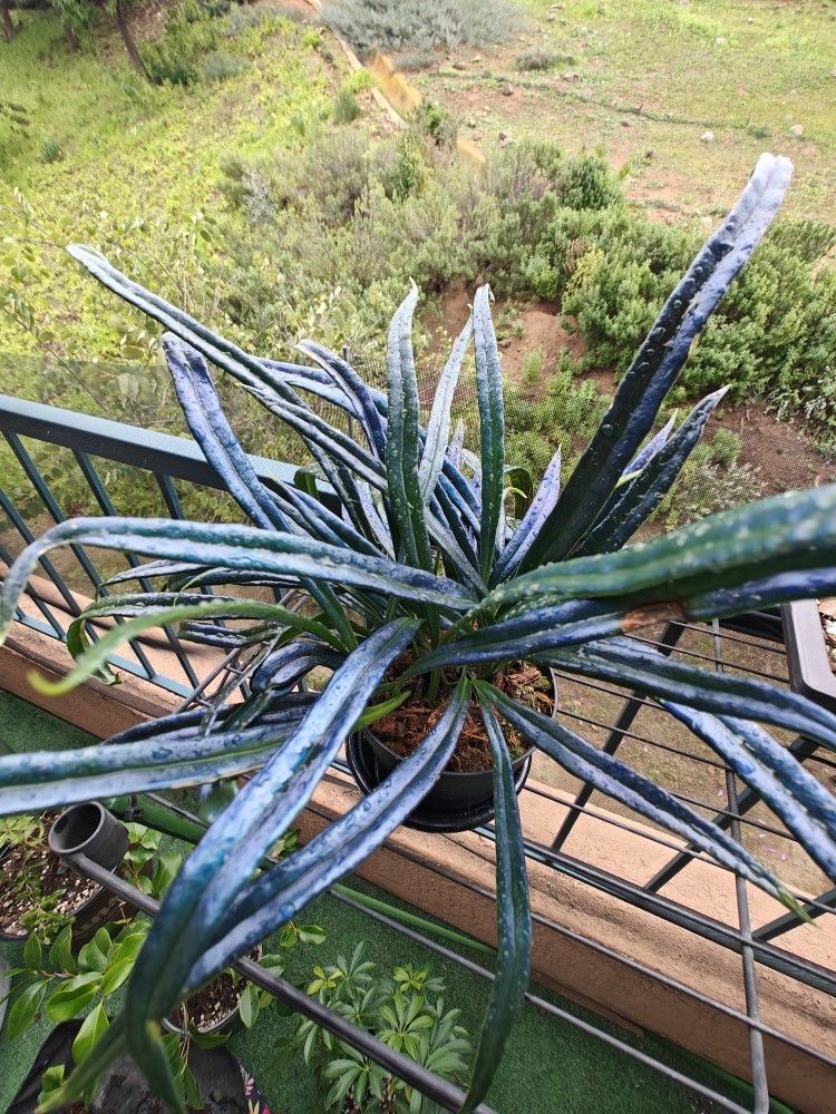 Microsorum Thailandicum Blue Oil Fern