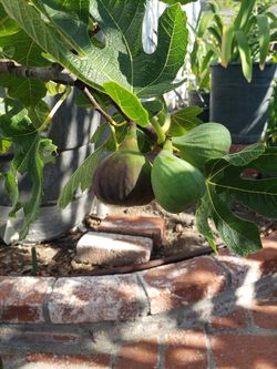 Organic Fig Tree (Higo)