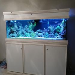 Aquarium Set Up