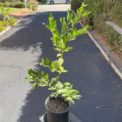 Fica Tree In Pot Decorative Green Plant 