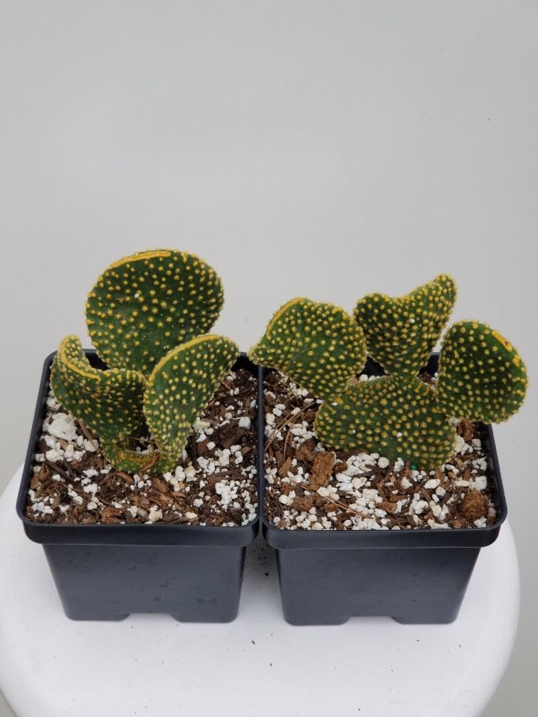 BUNNY EAR CACTUS