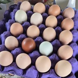 Farm Fresh Free RANGE EGGS