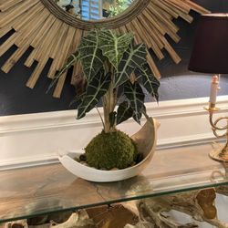 Alocasia Polly African Mask Kokedama Plant 