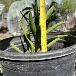 Mitre Aloe Various Sizes