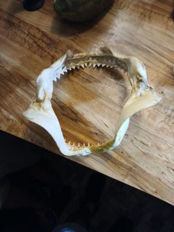 Shark Jaw