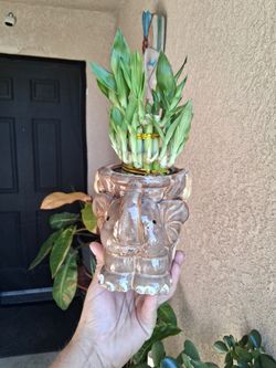 Small Lucky Bamboos Arrangement $20
