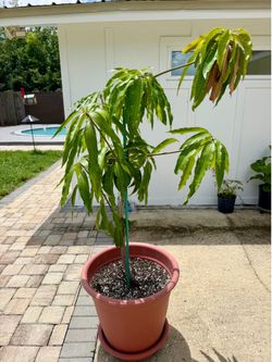 Mango Tree