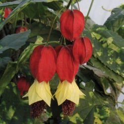 RARE Abutilon Megapotamicum Chinese Lantern Plant Tree Shrub