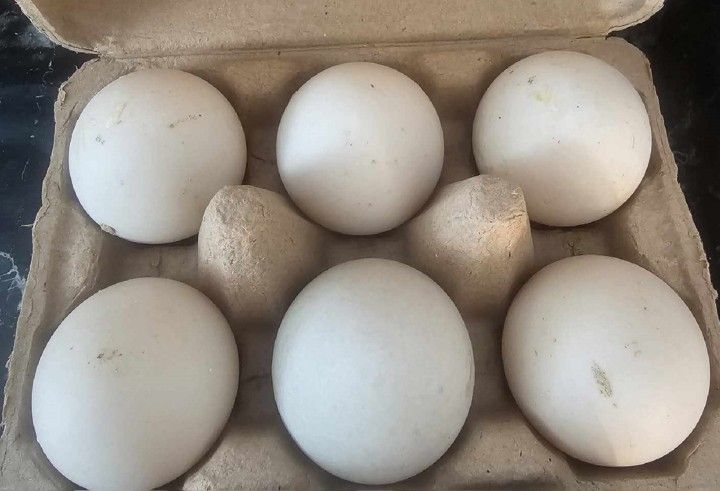 Duck Eggs