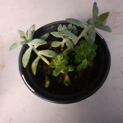 Succulent # 4