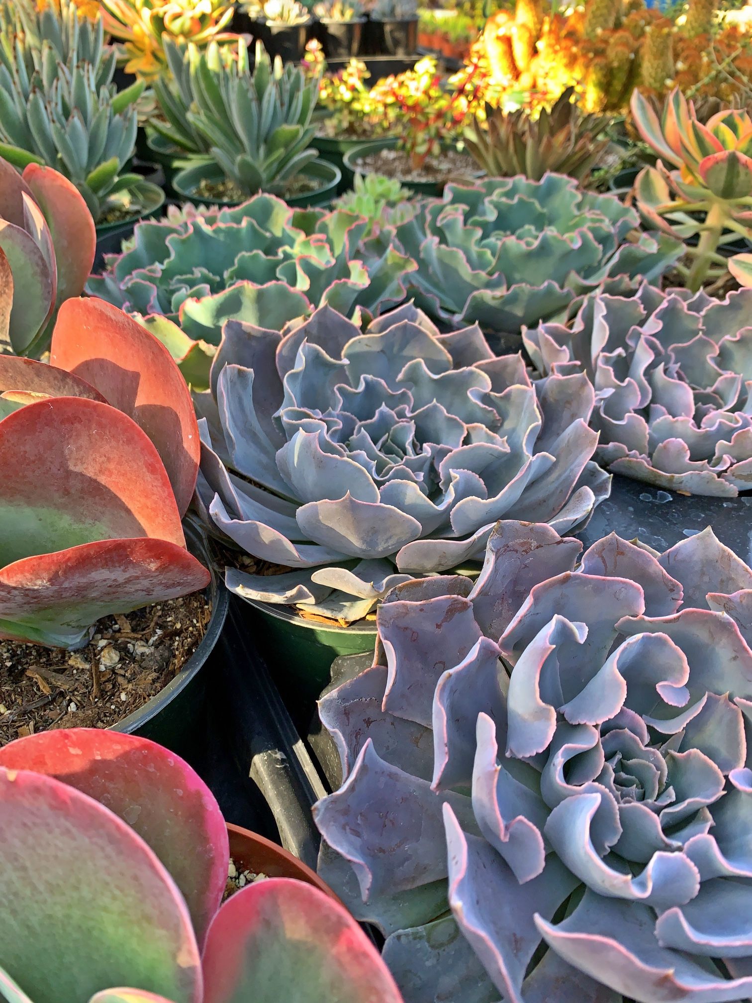 Succulents