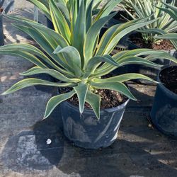 Variegated Agave - 7gl