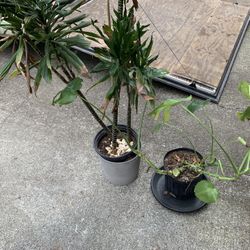 Free Plants -PENDING 