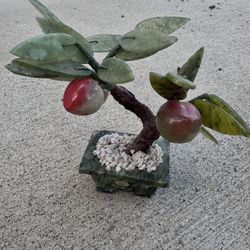 6” Jade Lucky Plant
