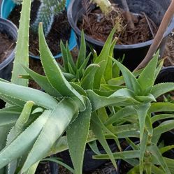 Savila Decorativa Par TUS Decoraciones En TU  Gardin