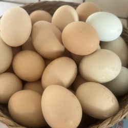 Eggs 