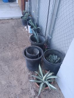 Plants/suculentas