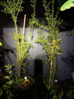 Pomegranate tree