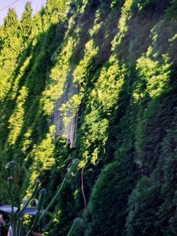 Instant privacy evergreen 🌲 tree