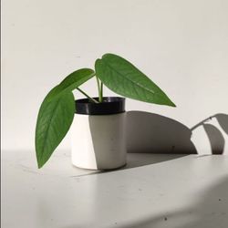 Rare Lush Cebu blue Pothos Money plant/ indoor plant/ house plant flower patio garden