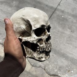 Skull Decorative