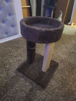 Small Kitty Scratching Tree
