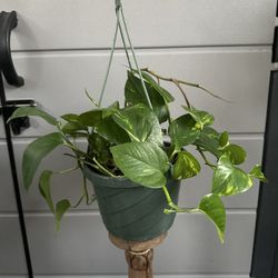 Golden Pothos
