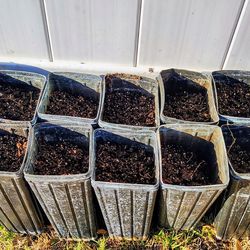 Professional 10" Deep Tree Pots - Sterilized Soil & Premium Fertilizer Included!