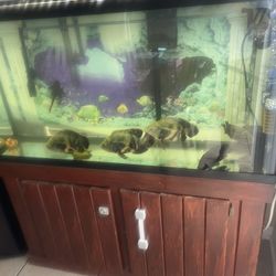 Aquarium Tank 65 To 75 Gallons 